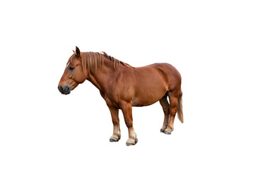 Obraz premium The image shows a brown horse standing alone in a white background. The horse is facing the camera.