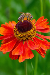 A bee sitting Helenium Moerheim Beauty sneezeweed in flower during the summer months. Wetern Honey Bee Apis mellifera on helenium flower. High quality photo