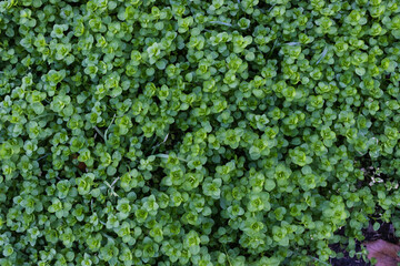 closeup view of small green leaves, sprout carpet wallpaper concept, nature background