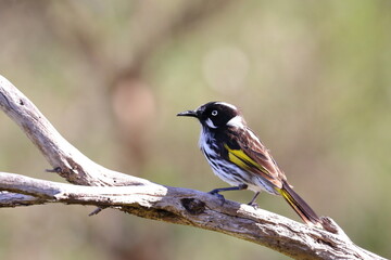 new holland honeyeater