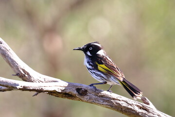 new holland honeyeater