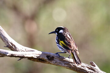 new holland honeyeater