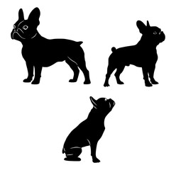 Französischen Bulldogge