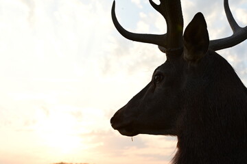 Rotwild auf der Wiese in der Abendsonne