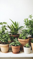 Fototapeta premium plant in a pot