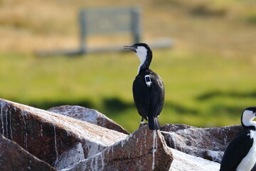 Black-faced cormorant