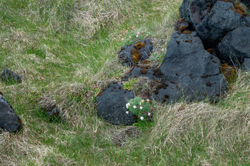 Malarrif Iceland, grass, armeria maritima and moss growing around basalt rock in field