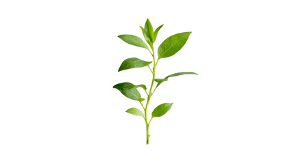 Fototapeta premium A leafy green plant with a stem. isolated on transparent background, PNG file
