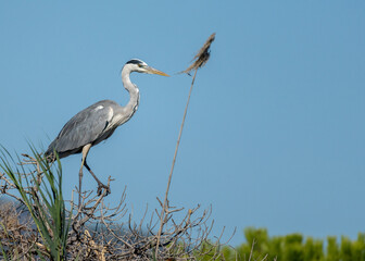 Gray Heron Perched on Branch in Natural Habitat