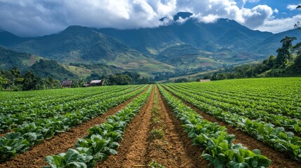 Green Field with Mountain Background