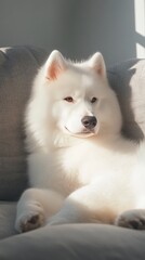 a cute Samoyed on the couch 
