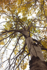 Fototapeta premium Whispers of the Forest: Nature’s Secret Pathways