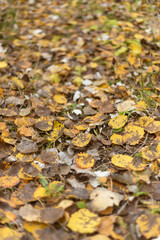 Whispers of the Forest: Nature’s Secret Pathways