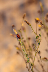 Sun-Kissed Canopy: Light Dancing Through Pine Trees