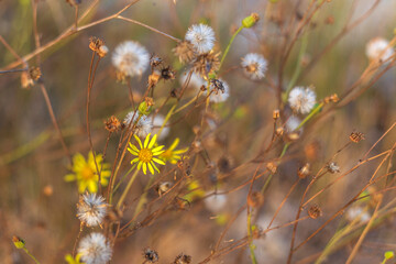 Sun-Kissed Canopy: Light Dancing Through Pine Trees