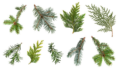 A set of different coniferous branches isolated on white background. Branches of blue spruce, spruce, thuja, yew. Design element for creating collages, festive Christmas arrangements, frames, wreaths.