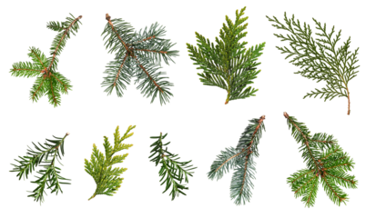 A set of different coniferous branches isolated on white background. Branches of blue spruce, spruce, thuja, yew. Design element for creating collages, festive Christmas arrangements, frames, wreaths.