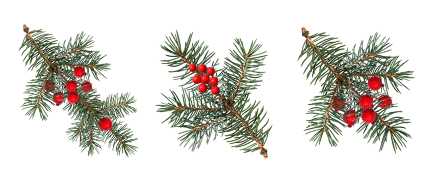 A set of coniferous branches decorated with artificial red berries. Blue spruce, Christmas tree. Design element for creating festive Christmas arrangements, frames, cards, invitations.