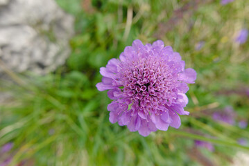 Fototapeta premium beautiful macro of vivid country violet flower