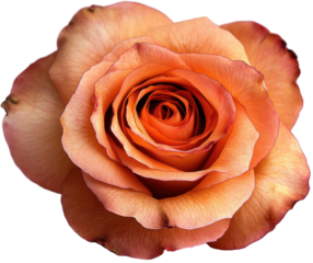 Orange rose with vibrant petals, isolated on transparent background.