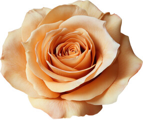Light peach rose with detailed petals, isolated on transparent background.