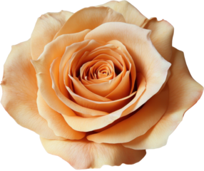 Light peach rose with detailed petals, isolated on transparent background.