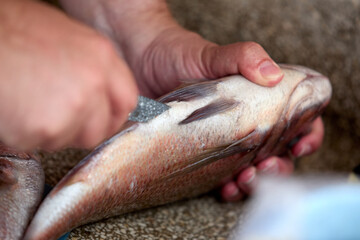 Dinner preparation, grilled fish