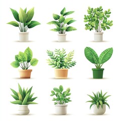 Collection of various potted green plants in white background.
