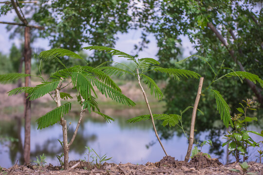 Acacia pennata (L.) Willd.