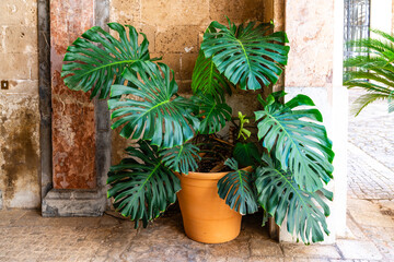 Große Monstera Deliciosa Pflanze in einem Innenhof in Palma de Mallorca auf Mallorca Spanien