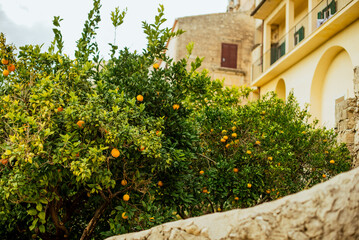 An orange tree in Ragusa Ibla