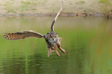 European Eagle Owl (Bubo bubo) flying over a lake in Gelderland in  the Netherlands.       