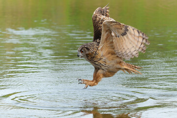 European Eagle Owl (Bubo bubo) flying over a lake in Gelderland in  the Netherlands.       
