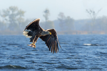 White Tailed Eagle (Haliaeetus albicilla), also known as Eurasian sea eagle and white-tailed sea-eagle. The eagle is fishing in the delta of the river Oder in Poland, Europe.