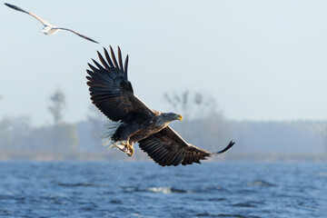 White Tailed Eagle (Haliaeetus albicilla), also known as Eurasian sea eagle and white-tailed sea-eagle. The eagle is fishing in the delta of the river Oder in Poland, Europe.