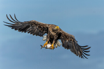 White Tailed Eagle (Haliaeetus albicilla), also known as Eurasian sea eagle and white-tailed sea-eagle. The eagle is fishing in the delta of the river Oder in Poland, Europe.