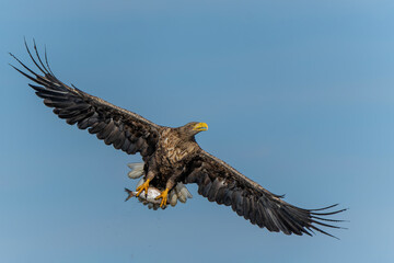 White Tailed Eagle (Haliaeetus albicilla), also known as Eurasian sea eagle and white-tailed sea-eagle. The eagle is fishing in the delta of the river Oder in Poland, Europe.