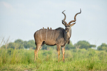 Fototapeta premium Greater kudu (Tragelaphus strepsiceros) bull with red billed oxpecker on his back is searching for food on the riverbank in Chobe National Park in Botswana