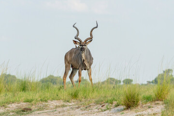 Greater kudu (Tragelaphus strepsiceros)  bull with red billed oxpecker on his back is searching for food on the riverbank in Chobe National Park in Botswana