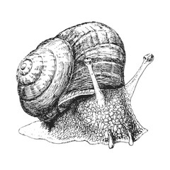 Snail, hand drawing in vector, engraving style
