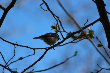 bird on a branch