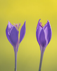 Crocus Flowers