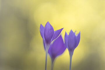 Crocus flowers