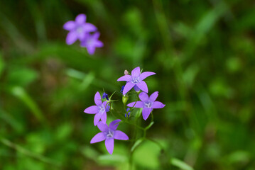 Campanula patula or spreading bellflower close up, macro photo