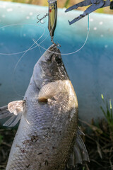 Lure fishing for Asian sea bass or Barramundi
