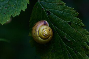 Snail shell on a green leaf with a dark blurred background