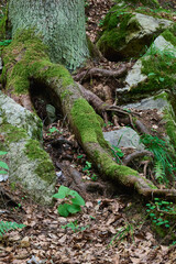 Tree roots in the mountains growing among rocks covered in dry leaves and moss