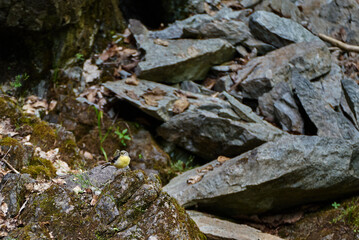 The grey wagtail (Motacilla cinerea) on a mountain cliff with a bug in its beak in the Retezat Mountains in Uricani, Hunedoara Romania