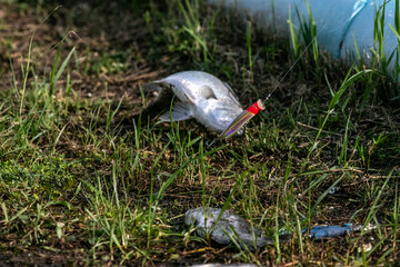 Lure fishing for Asian sea bass or Barramundi