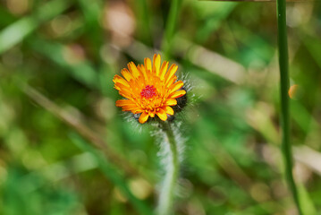 Pilosella aurantiaca fox-and-cubs, orange hawkweed, devil's paintbrush, grim-the-collier close up orange flower